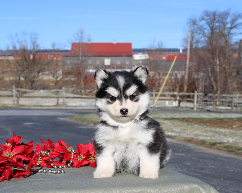 puppy, for, sale, Pomsky, Matthew B. Stoltzfus, dog, breeder, Gap, PA, dog-breeder, puppy-for-sale, forsale, nearby, find, puppyfind, locator, puppylocator, aca